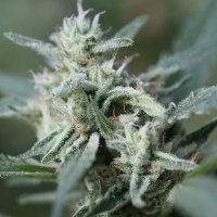 (Bild für) Canna Fuel CBD+