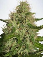 (Bild für) Cannabis Light
