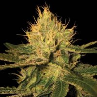 (Bild für) Cannalope Haze