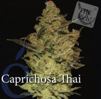 (Bild für) Caprichosa Thai female