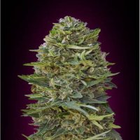 (Bild für) Caramel Kush fem