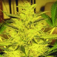 (Bild für) Caramella Auto feminized