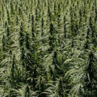 (Bild für) La Bella CBD