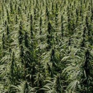 (Bild für) La Bella CBD