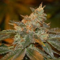 (Bild für) Cataract Kush