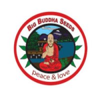(Bild für) Big Buddha Seeds