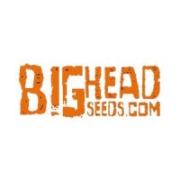 (Bild für) Big Head Seeds