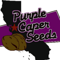 (Bild für) Purple Caper Seeds