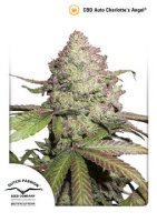 (Bild für) CBD Auto Charlottes Angel