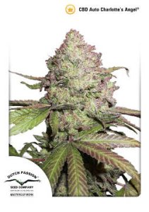 (Bild für) CBD Auto Charlottes Angel