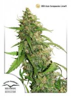 (Bild für) CBD Auto Compassion Lime