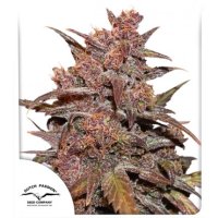 (Bild für) CBD Auto Blackberry Kush
