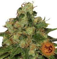 (Bild für) CBD Caramel regular