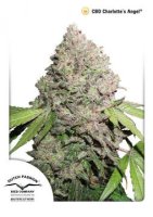 (Bild für) CBD Charlottes Angel
