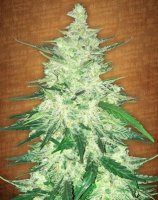 (Bild für) CBD Auto 1:1 aka CBD Crack Auto fem