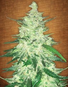 (Bild für) CBD Auto 1:1 aka CBD Crack Auto fem