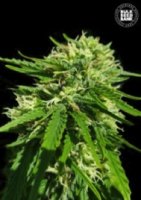(Bild für) Good Wild Shark CBD female