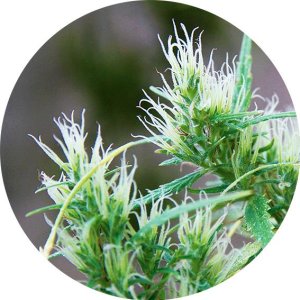 (Bild für) CBD Haze Auto 10 reg