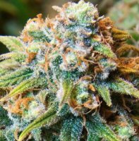 (Bild für) CBD Medi Kush 5 fem