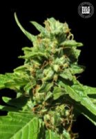 (Bild für) Nepal Gold CBD female