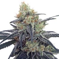 (Bild für) CBD #1