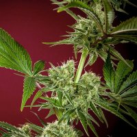 (Bild für) CBD Republik I