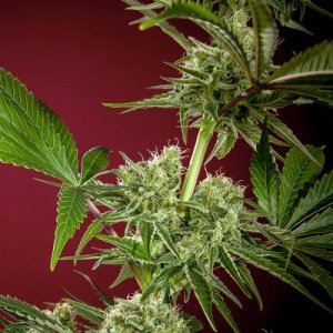 (Bild für) CBD Republik I