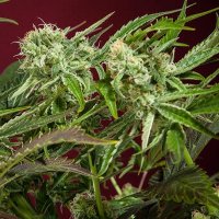 (Bild für) CBD Republik II