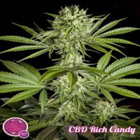 (Bild für) CBD Rich Candy fem