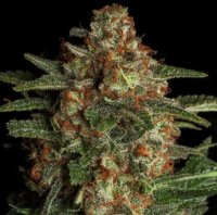 (Bild für) CBD Spliff Berry 5 fem