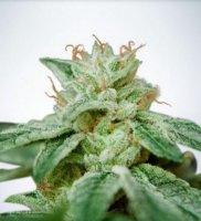 (Bild für) CBD Star fem