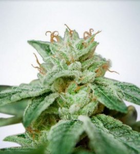 (Bild für) CBD Star fem
