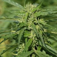 (Bild für) CBD Terra Italia female