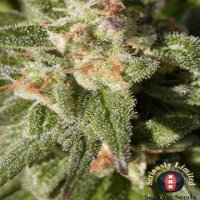 (Bild für) CBD Warlock female