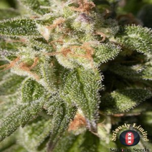 (Bild für) CBD Warlock female