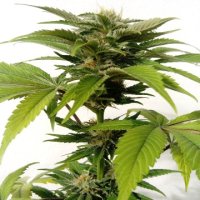 (Bild für) CBG Kush feminisiert