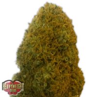 (Bild für) Champion aka Champions Cheese fem