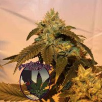 (Bild für) Charlottes Cookies CBD
