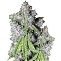 (Bild für) Charlottes Dream CBD fem