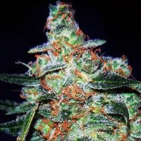 (Bild für) Cheese Auto feminized