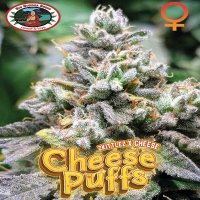 (Bild für) Cheese Puffs fem