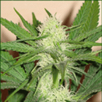 (Bild für) Cheese / Cheez Wreck 5 fem