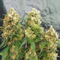 (Bild für) Cheesedom aka Stilton Breath