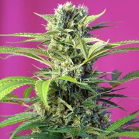 (Bild für) Chem Beyond Diesel CBD fem