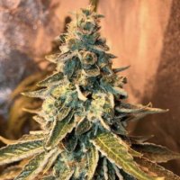 (Bild für) Chem OG female