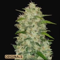 (Bild für) Chemdawg Auto fem
