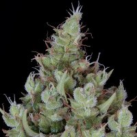 (Bild für) Chemdawg #4 fem
