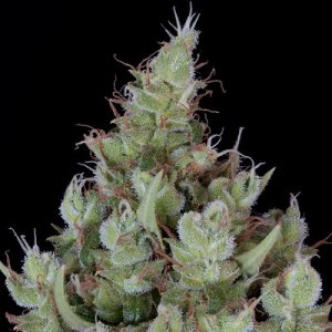 (Bild für) Chemdawg #4 fem