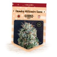 (Bild für) Chemdog Millionaire Guava fem