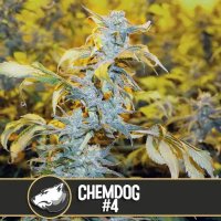 (Bild für) Chemdog-4 feminized